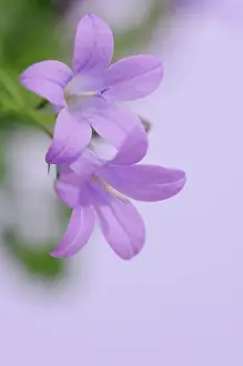 Campanula: Campanula