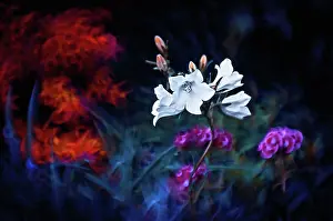 Campanula: Campanula, Bellflower