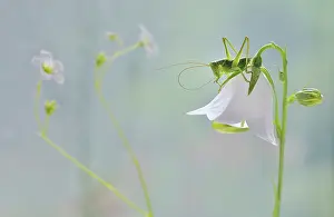 Campanula: Campanula, Bellflower