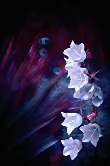 Campanula: Campanula, Bellflower