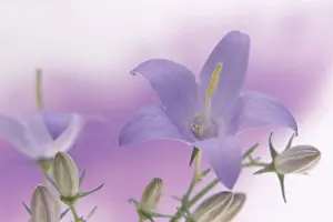 Campanula: Campanula, Bellflower, Campanula latifolia, Close