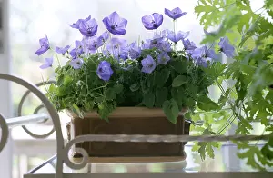 Campanula: CAMPANULA - indoors