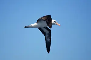 Mollymawk: Campbell Albatross / Black-browed Albatross / Black-browed