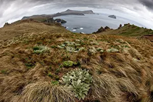 Clifftop: Campbell Island landscape and vegetation