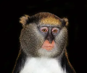 Guenon: CAMPBELL'S MONKEY (cercopithecus campbelli), PORTRAIT