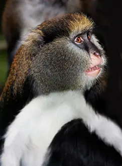 Guenon: CAMPBELL'S MONKEY (cercopithecus campbelli), ADULT