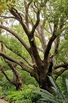 Laurel: Camphor/ Camphor Laurel Tree