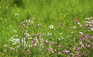 Campion: Campion