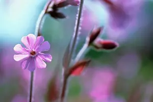 Campion: Campion