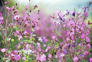 Campion: Campion