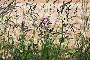 Campion: Campion
