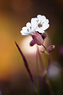 Campion: Campion