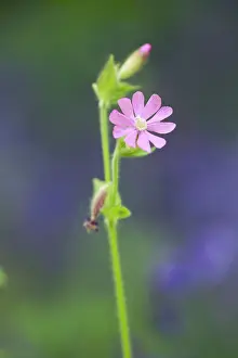 Campion: Campion