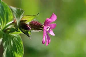 Campion: Campion