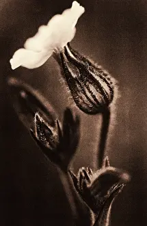 Campion: Campion