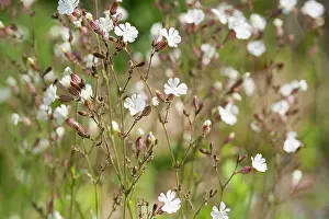 Campion: Campion, Lychnis flos-jovis. Side view of many slender