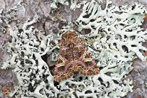 Rivularis: The Campion Moth