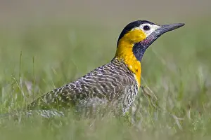 Campestris: Campo Flicker (Colaptes campestris) sitting in