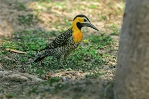 Flicker: Campo Flicker, Pantanal Wetlands, Mato Grosso, Brazil