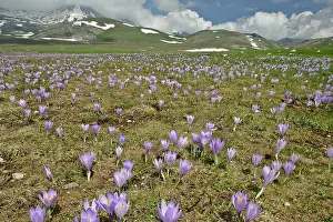 Campo: Campo Imperatore - carpet of blooming crocus in