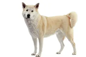 Canaan: Canaan Dog