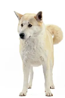Canaan: Canaan Dog