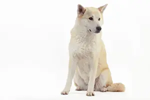 Canaan: Canaan Dog