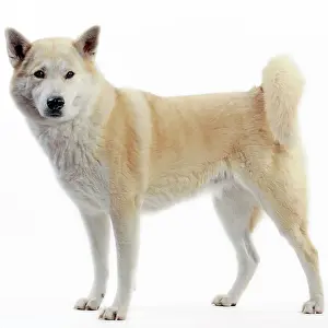 Canaan: Canaan Dog