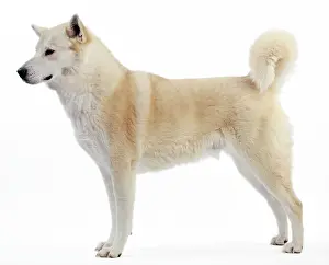Canaan: Canaan Dog