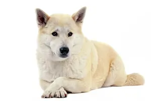Canaan: Canaan Dog