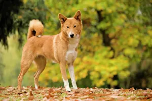 Canaan: Canaan dog