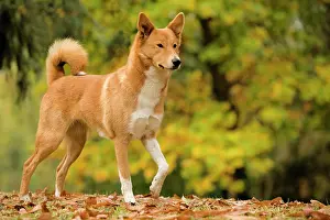 Canaan: Canaan dog