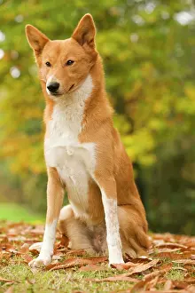 Canaan: Canaan dog