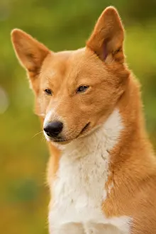 Canaan: Canaan dog