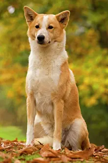 Canaan: Canaan dog