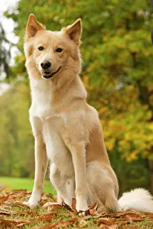 Canaan: Canaan dog