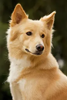 Canaan: Canaan dog