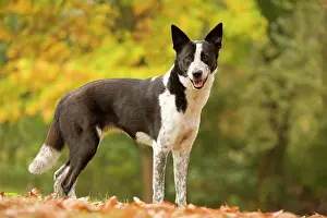Canaan: Canaan dog