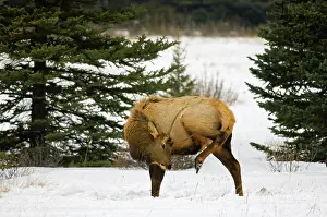 Scratching: Canada, Alberta, Banff National Park. Elk