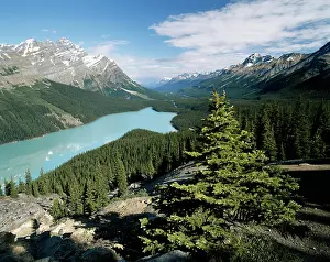 Peyto: Canada, Alberta, Banff National Park, Peyto