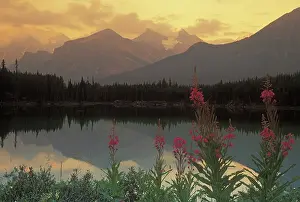 Fireweed: Canada, Alberta, Banff. Sunrise scenic of
