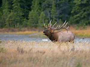 Imposing: Canada, Alberta. Bull Rocky Mountain Elk