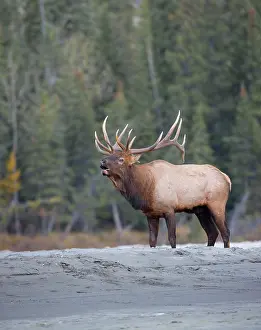 Imposing: Canada, Alberta. Bull Rocky Mountain Elk