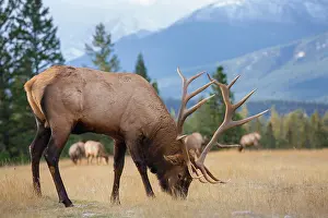 Composite: Canada, Alberta. Bull Rocky Mountain Elk