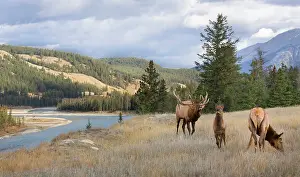 Imposing: Canada, Alberta. Bull Rocky Mountain Elk