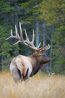 Imposing: Canada, Alberta. Bull Rocky Mountain Elk