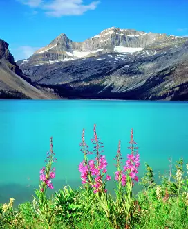 Talbot: Canada, Alberta, Fireweed Wildflowers in