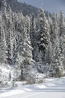Icefields: Canada, Alberta, Icefields Parkway. Jasper