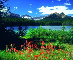 Talbot: Canada, Alberta, Indian Paintbrush Wildflowers