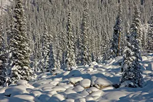 Icefields: Canada, Alberta, Jasper National Park. Snow-covered